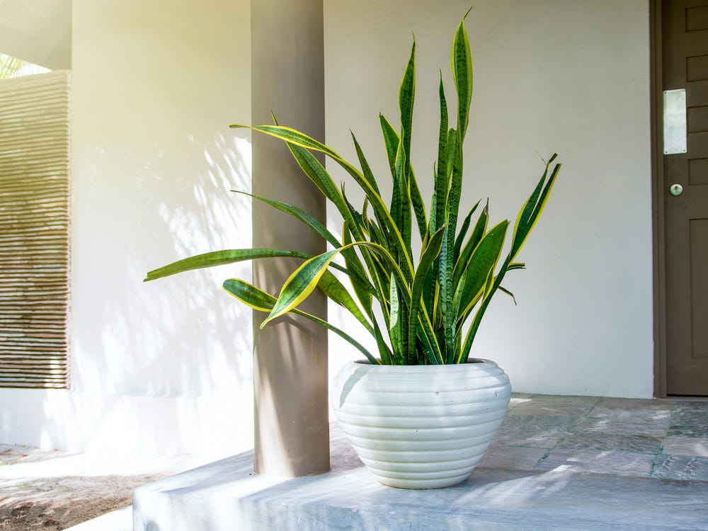 Outdoor & Indoor Plants